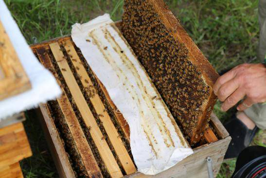 蜂亿健斥巨资打造蜜蜂养殖基地，只为滴滴纯粹